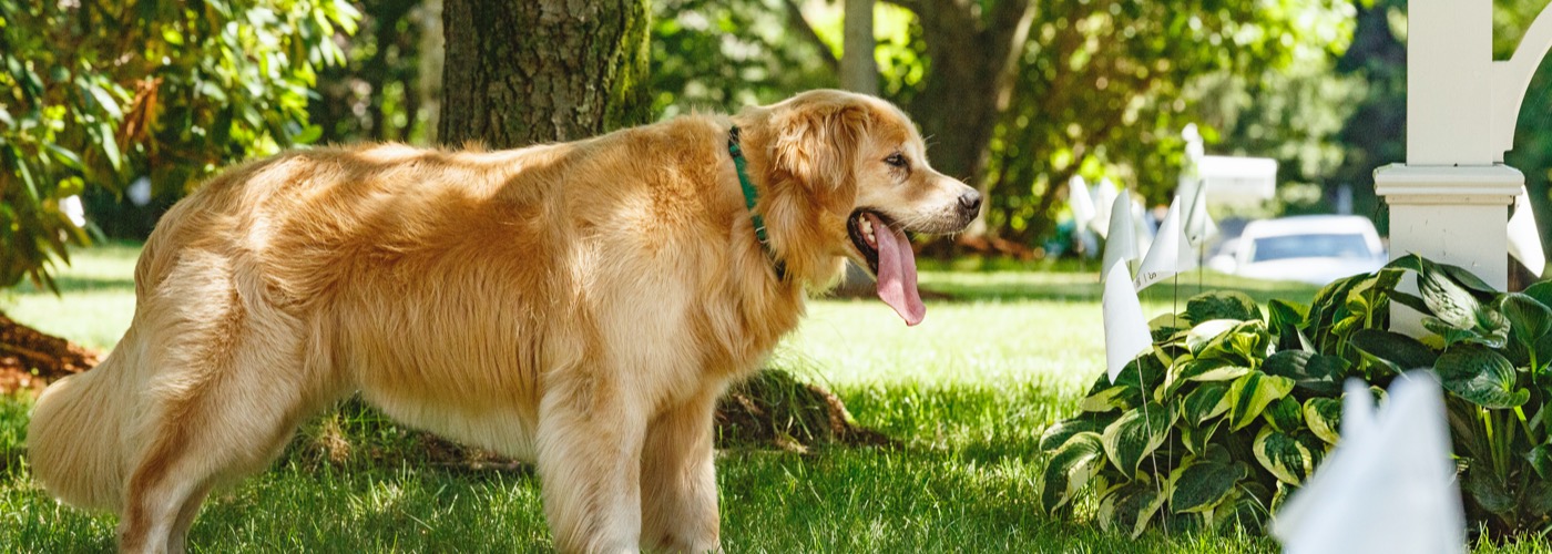 DogWatch of the Coastal Bend LLC, Aransas Pass, Texas | Outdoor Hidden Dog Fences Slider Image